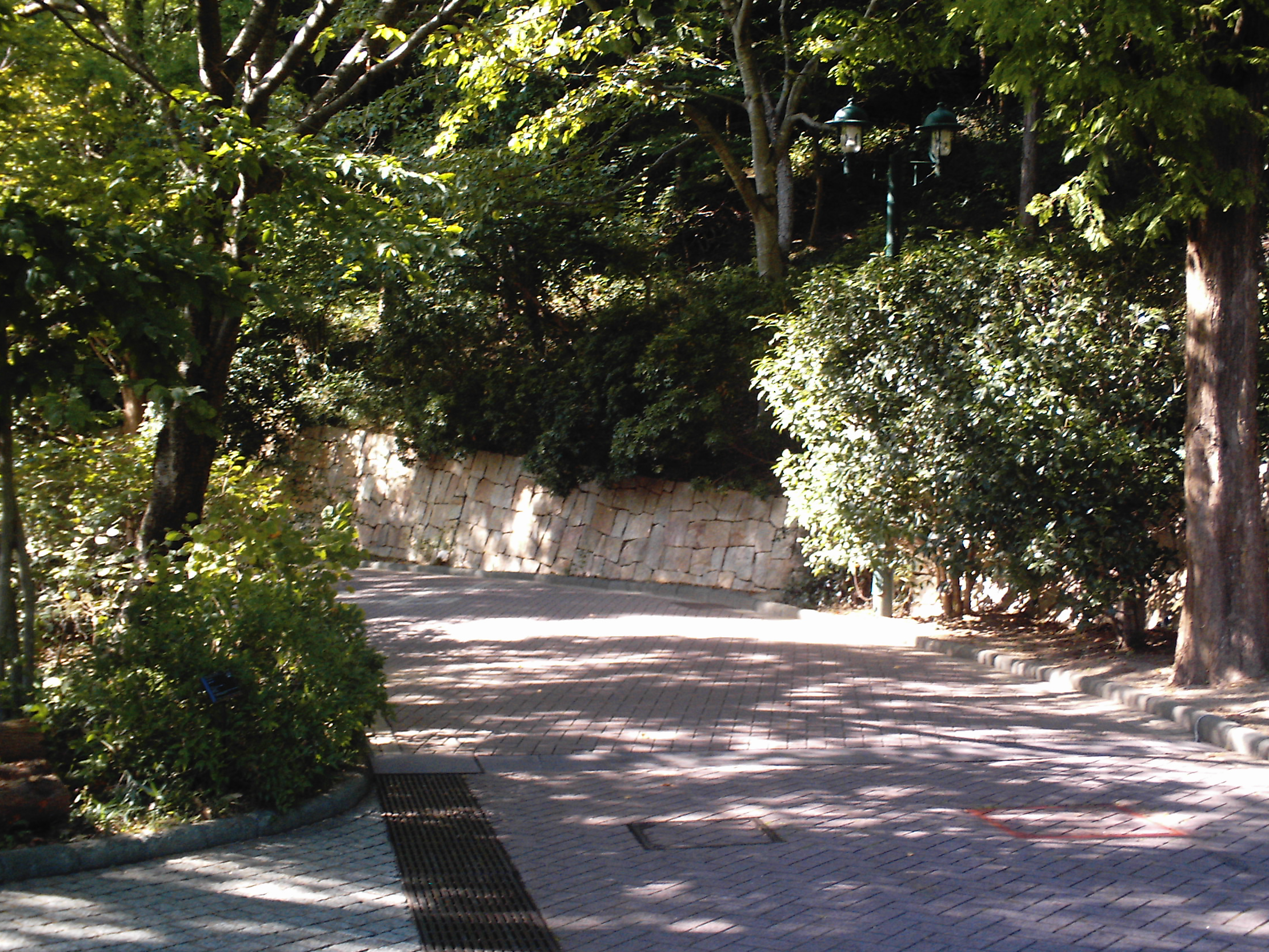 木漏れ日が差す、緑に囲まれた静かな散歩道